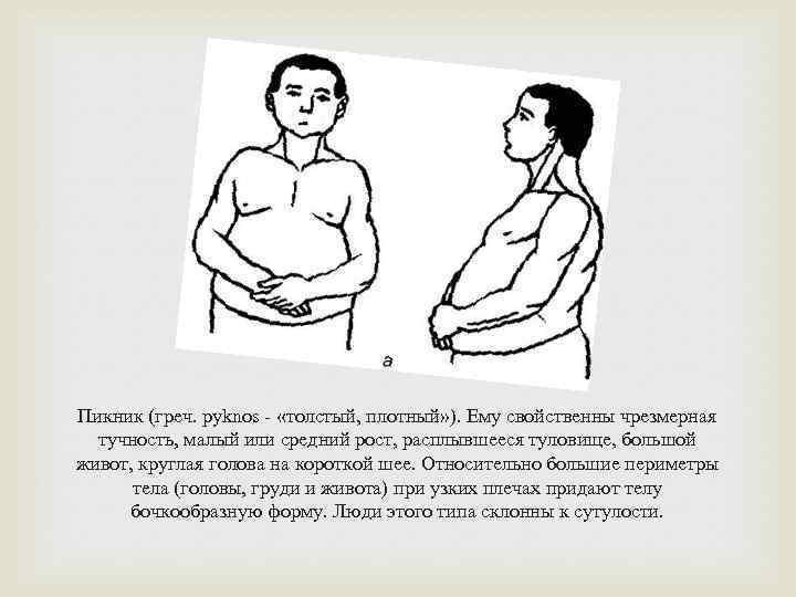 Пикник (греч. pyknos - «толстый, плотный» ). Ему свойственны чрезмерная тучность, малый или средний