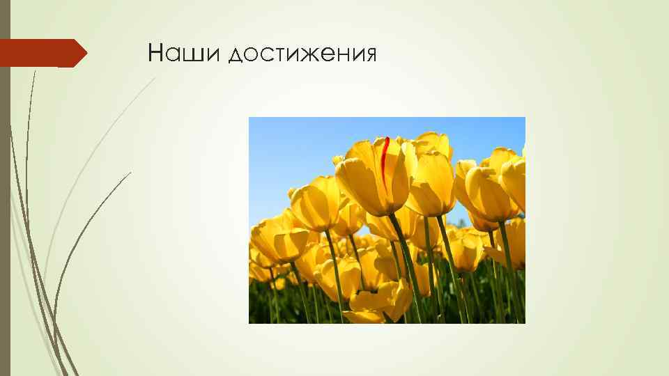 Наши достижения 