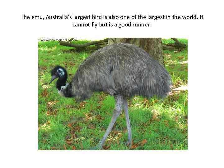 The emu, Australia’s largest bird is also one of the largest in the world.