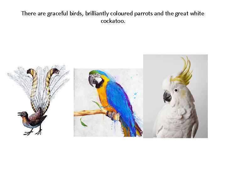 There are graceful birds, brilliantly coloured parrots and the great white cockatoo. 