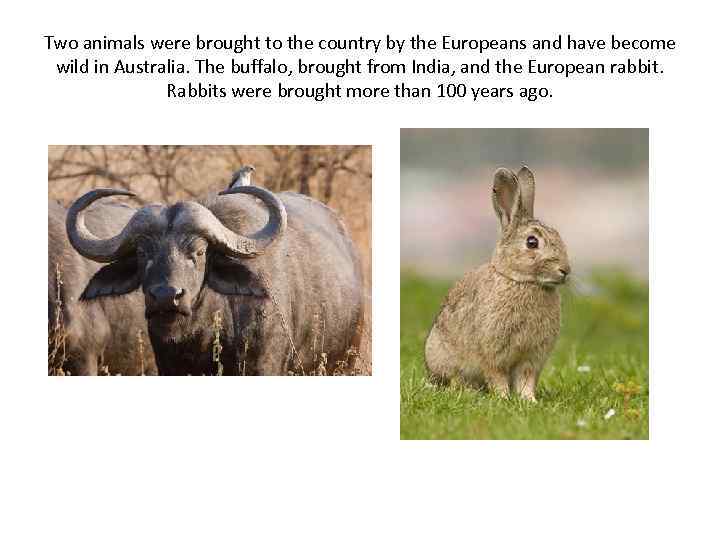 Two animals were brought to the country by the Europeans and have become wild