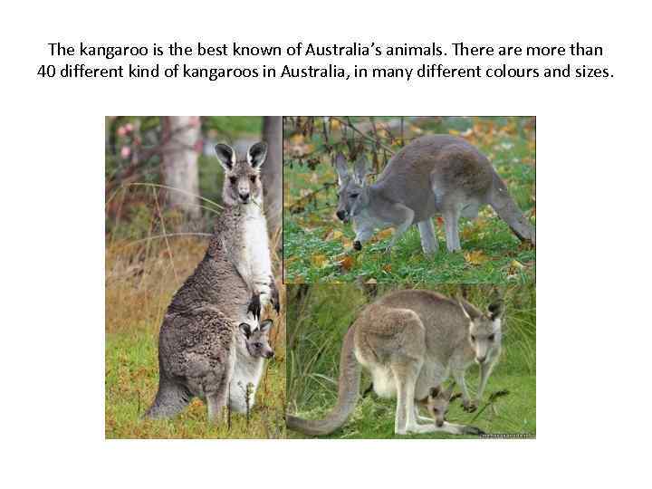 The kangaroo is the best known of Australia’s animals. There are more than 40