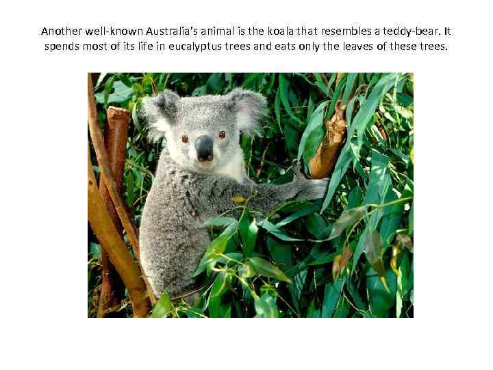 Another well-known Australia’s animal is the koala that resembles a teddy-bear. It spends most