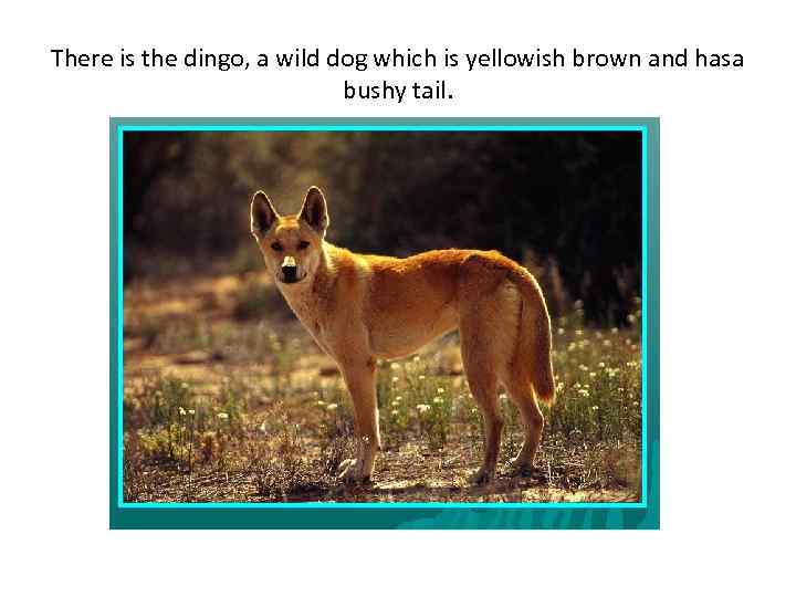 There is the dingo, a wild dog which is yellowish brown and hasa bushy