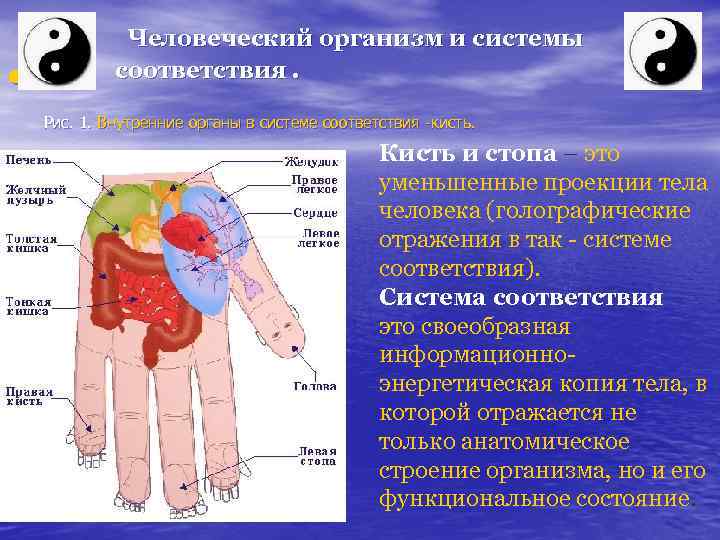  • Человеческий организм и системы соответствия. Рис. 1. Внутренние органы в системе соответствия