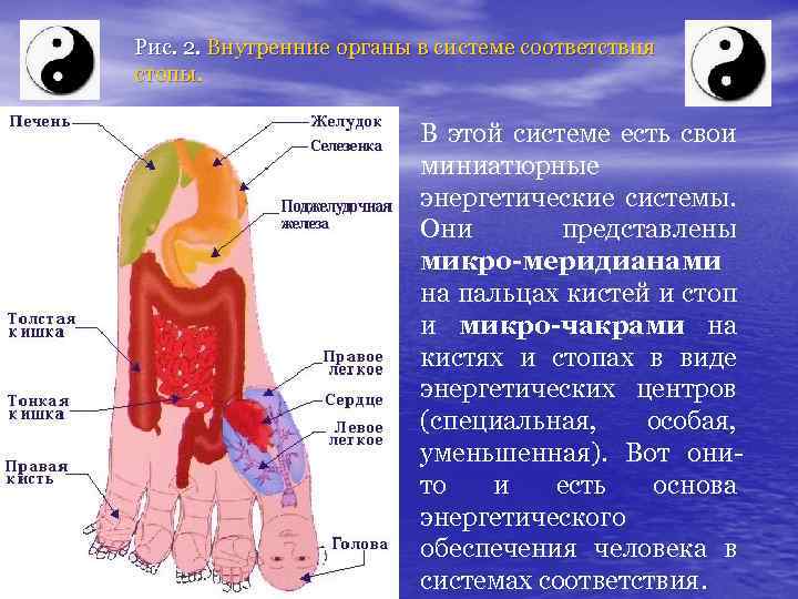 Рис. 2. Внутренние органы в системе соответствия стопы. В этой системе есть свои миниатюрные
