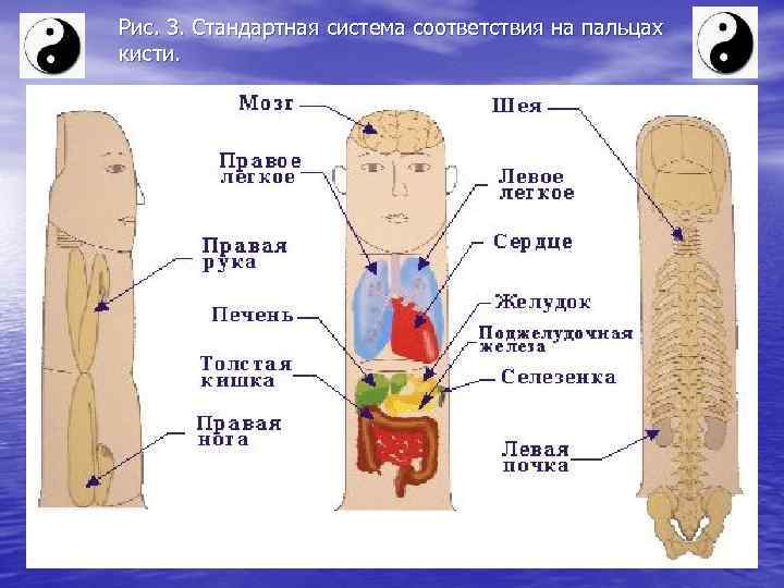 Рис. 3. Стандартная система соответствия на пальцах кисти. 