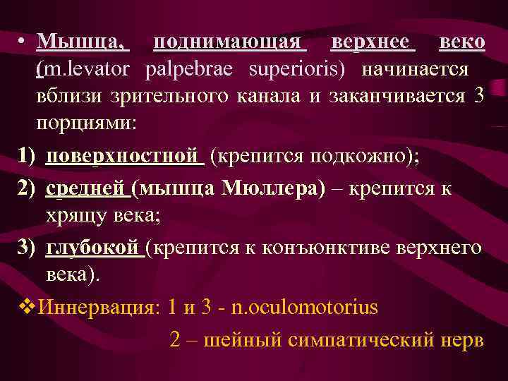  • Мышца, поднимающая верхнее веко (m. levator palpebrae superioris) начинается вблизи зрительного канала