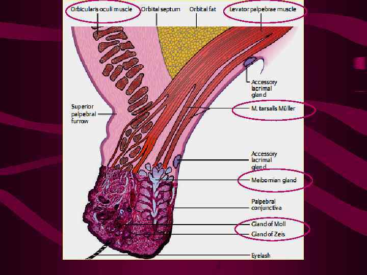 Анатомия век 