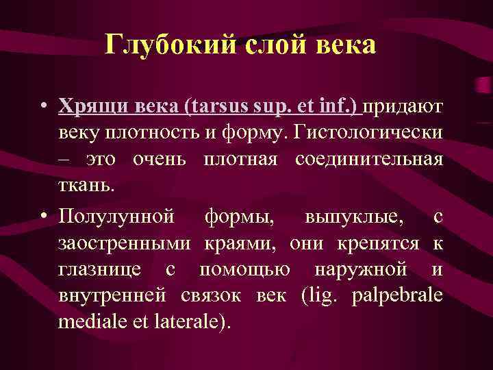 Глубокий слой века • Хрящи века (tarsus sup. et inf. ) придают веку плотность