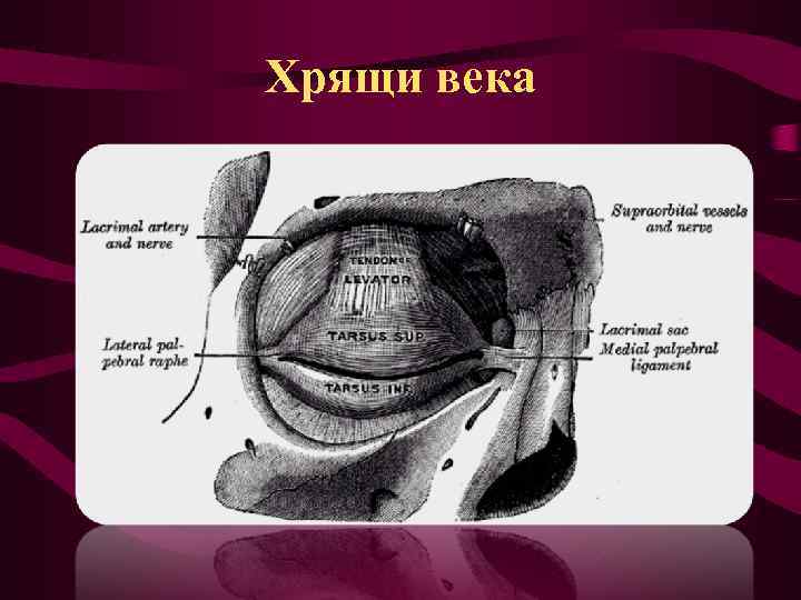 Хрящи века 