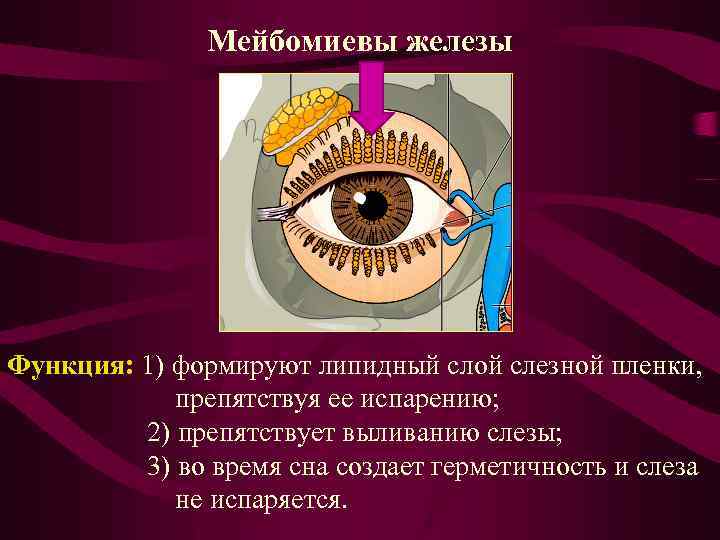 Заболевания век конъюнктивы и слезных органов презентация