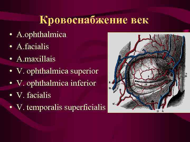 Кровоснабжение век • • A. ophthalmica A. facialis A. maxillais V. ophthalmica superior V.