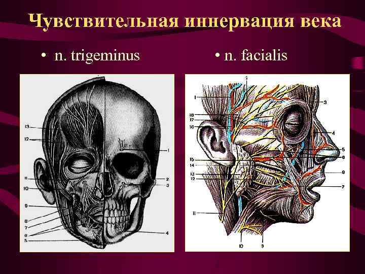 Чувствительная иннервация века • n. trigeminus • n. facialis 