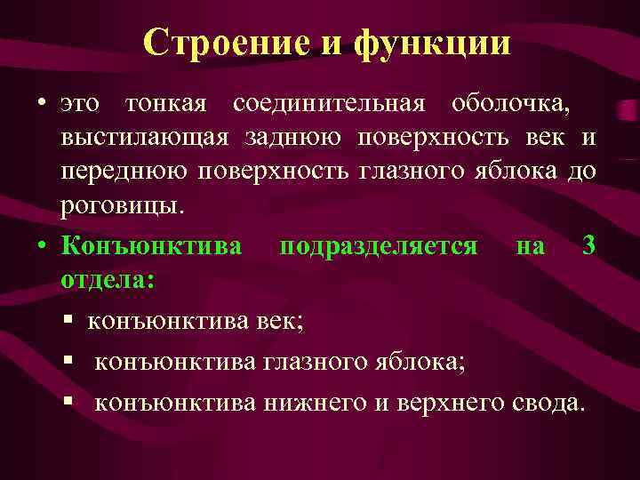 Функция соединительной оболочки. Строение век и их функции. Особенности строения век.