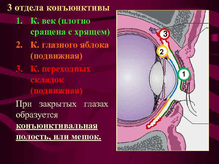 Конъюнктива глаза