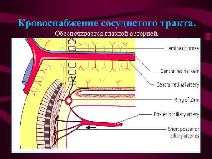 Кровоснабжение сосудистого тракта. Обеспечивается глазной артерией. 