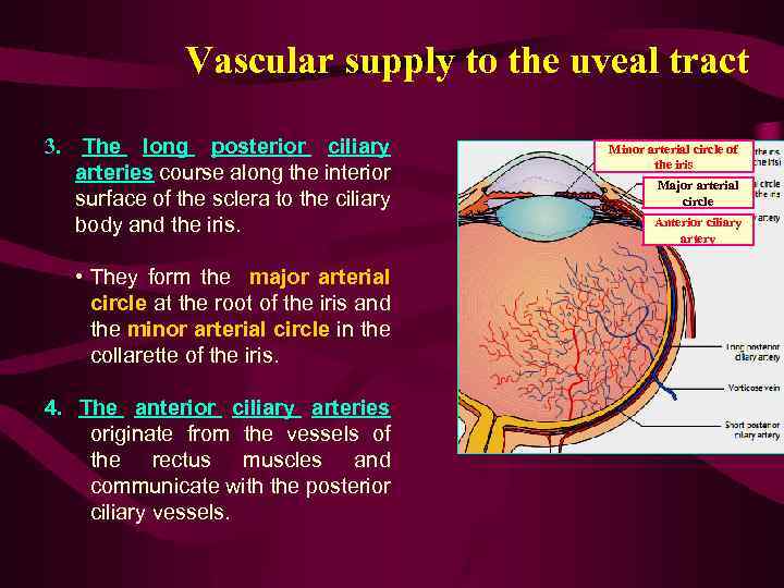 Vascular supply to the uveal tract 3. The long posterior ciliary arteries course along