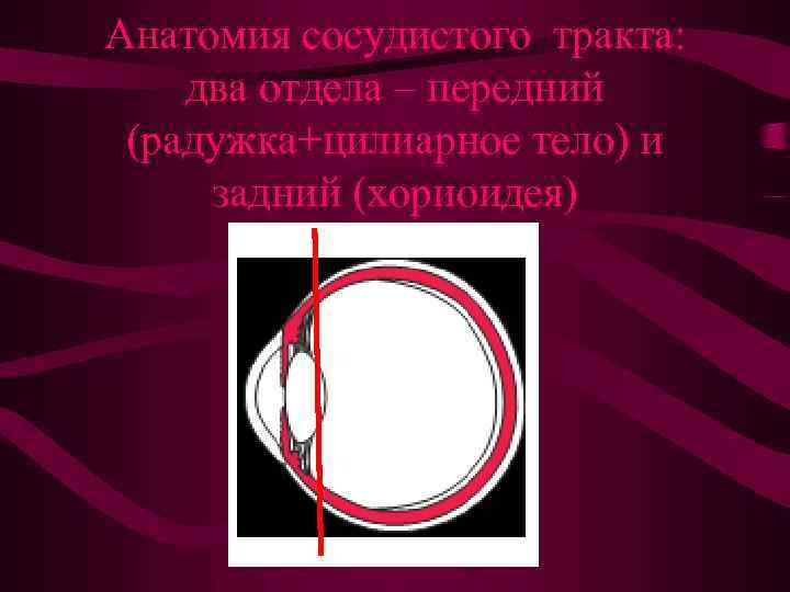 Анатомия сосудистого тракта: два отдела – передний (радужка+цилиарное тело) и задний (хориоидея) 