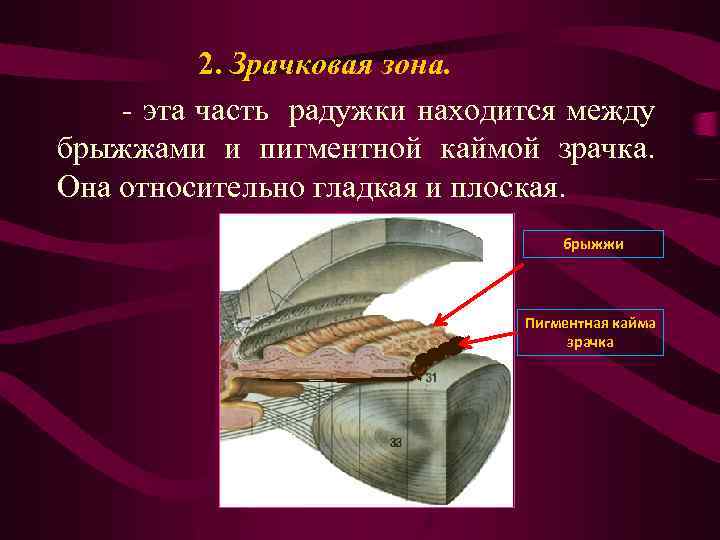 2. Зрачковая зона. - эта часть радужки находится между брыжжами и пигментной каймой зрачка.