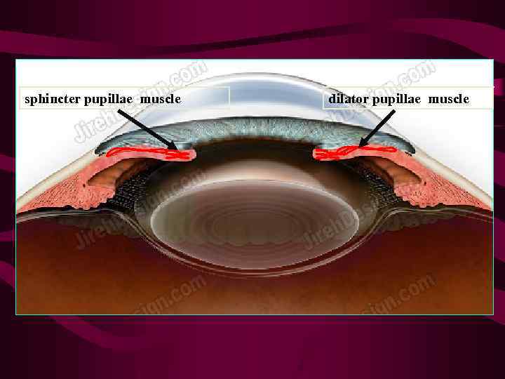 sphincter pupillae muscle dilator pupillae muscle 