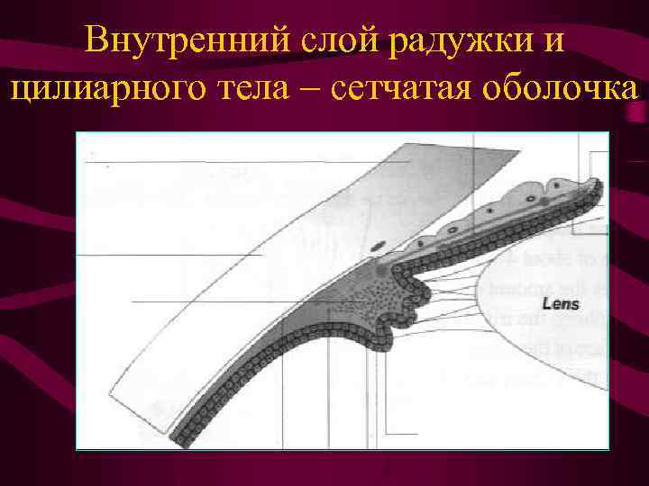 Внутренний слой радужки и цилиарного тела – сетчатая оболочка 