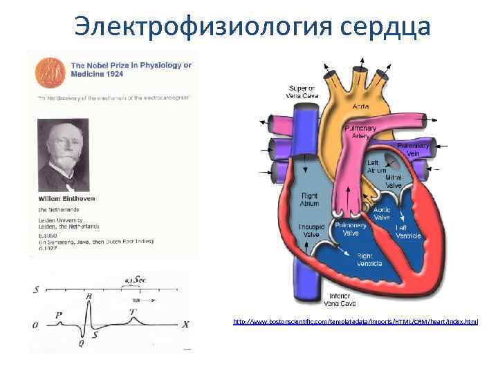 Электрофизиология сердца презентация