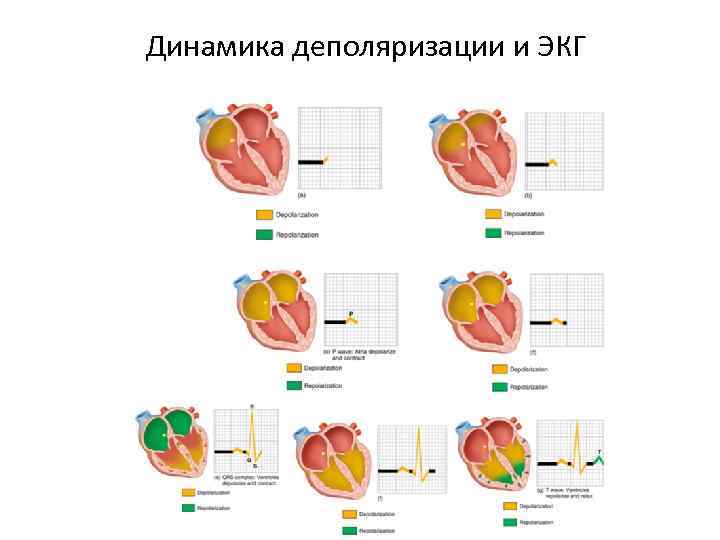 Динамика деполяризации и ЭКГ 