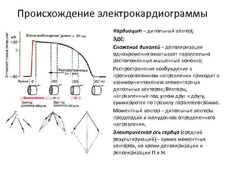Происхождение электрокардиограммы Кардиоцит – дипольный вектор; ЭДС; Сложение диполей – деполяризация одновременно охватывает параллельно