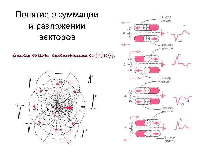 Понятие о суммации и разложении векторов Диполь создает силовые линии от (+) к (-).