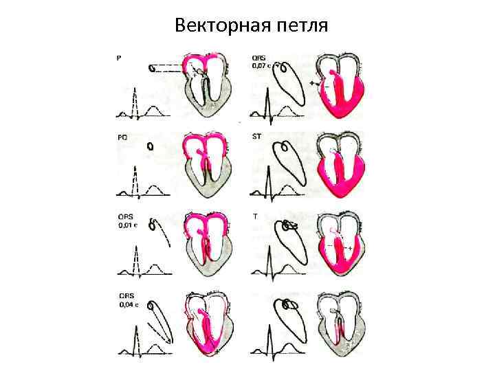 Векторная петля 