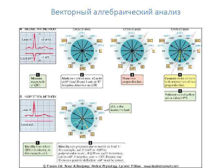 Векторный алгебраический анализ 