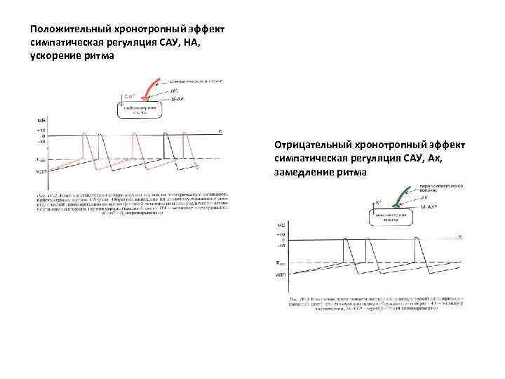 Положительный хронотропный эффект симпатическая регуляция САУ, НА, ускорение ритма Отрицательный хронотропный эффект симпатическая регуляция