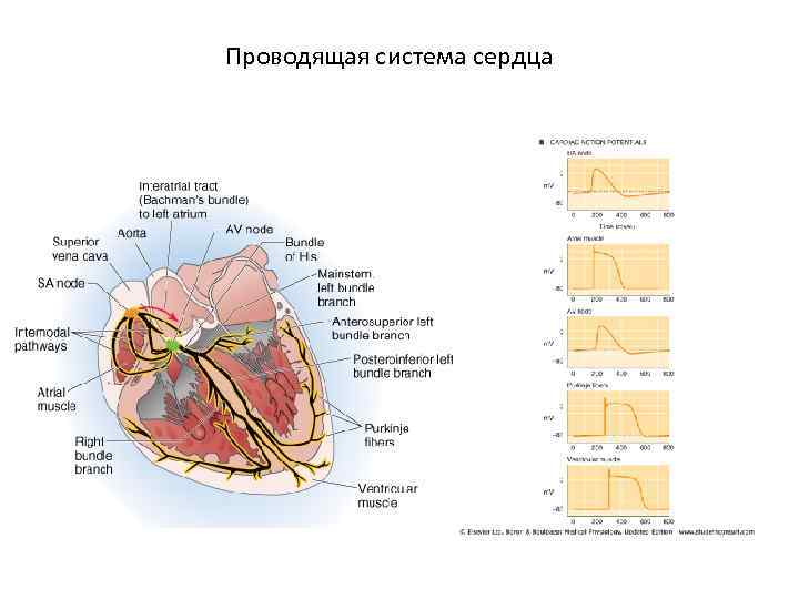 Иннервация сердца схема