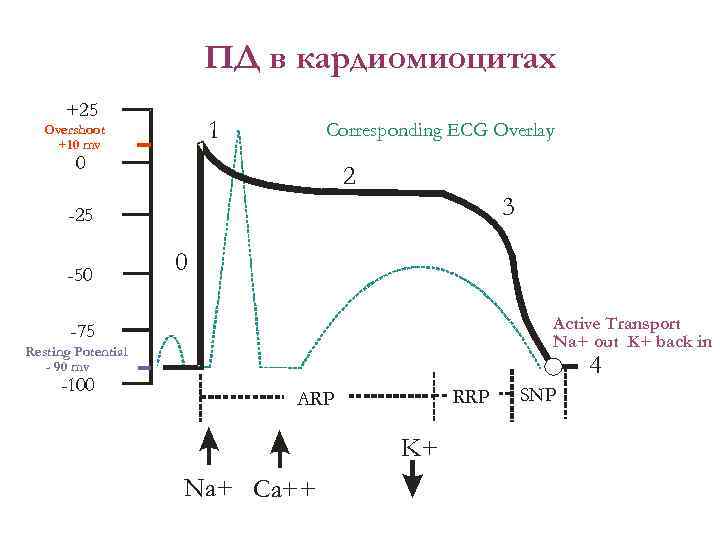 ПД в кардиомиоцитах +25 1 Overshoot +10 mv Corresponding ECG Overlay 0 2 3