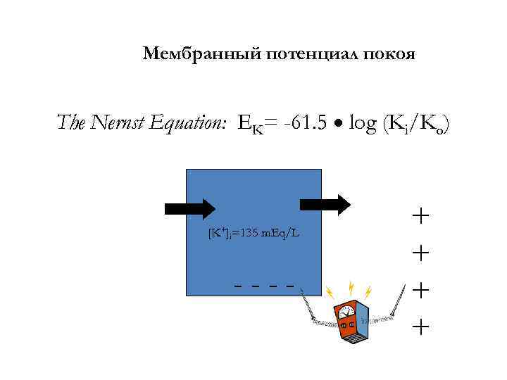 Мембранный потенциал покоя The Nernst Equation: EK= -61. 5 log (Ki/Ko) [K+]i=135 m. Eq/L