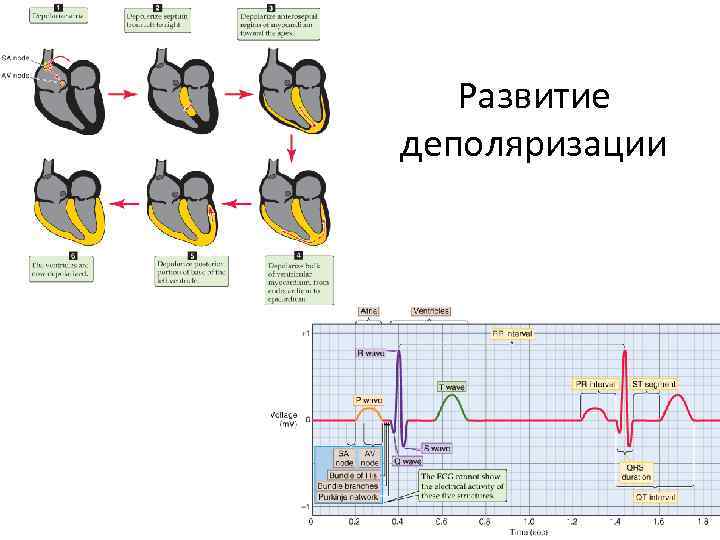 Развитие деполяризации 
