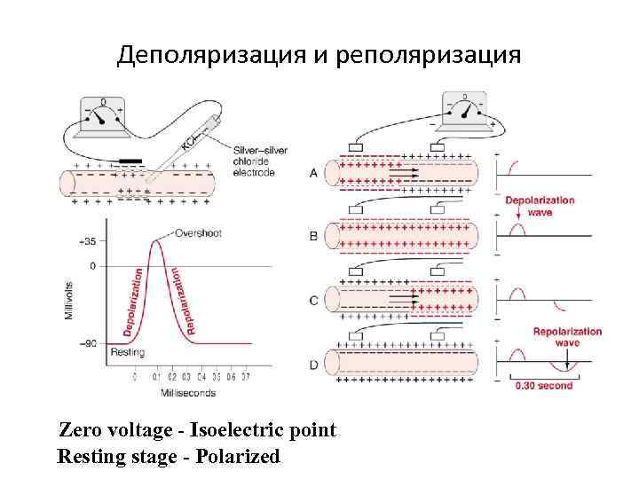 Деполяризация и реполяризация Zero voltage - Isoelectric point Resting stage - Polarized 