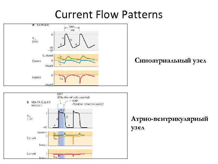 Current Flow Patterns Синоатриальный узел Атрио-вентрикулярный узел 