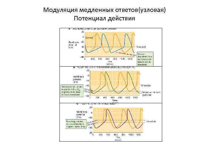 Модуляция медленных ответов(узловая) Потенциал действия 