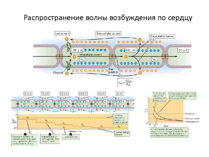 Распространение волны возбуждения по сердцу 