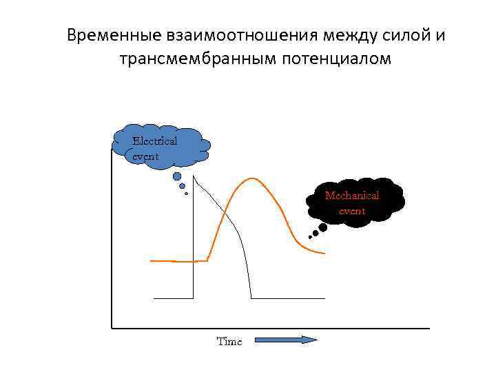 Временные взаимоотношения между силой и трансмембранным потенциалом Electrical event Mechanical event Time 
