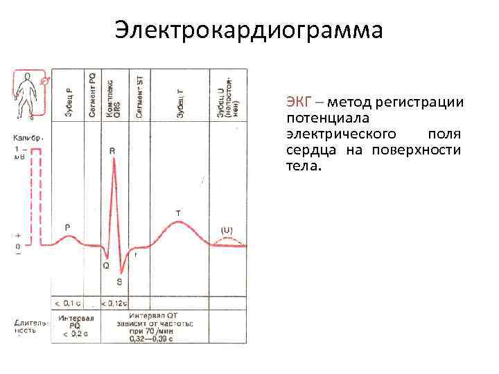 Электрокардиограмма ЭКГ – метод регистрации потенциала электрического поля сердца на поверхности тела. 