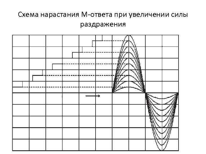 Схема нарастания М-ответа при увеличении силы раздражения 