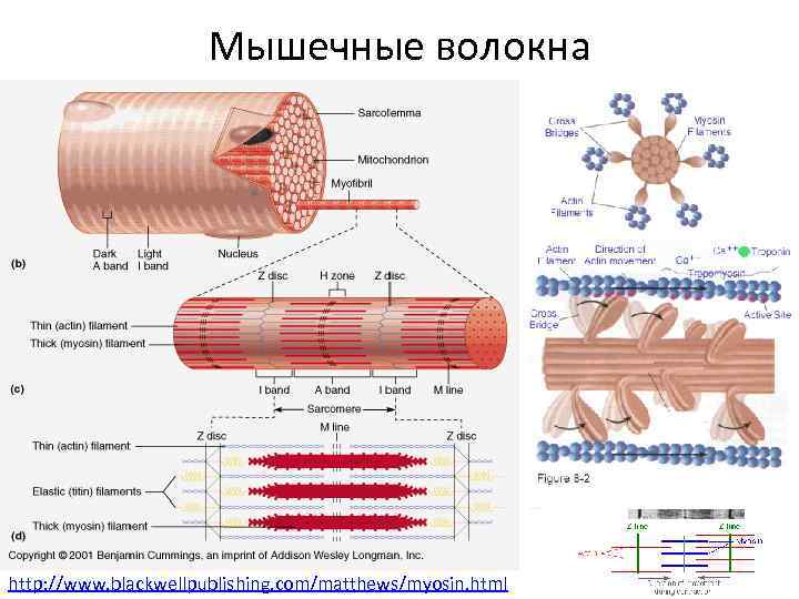 Мышечные волокна http: //www. blackwellpublishing. com/matthews/myosin. html 