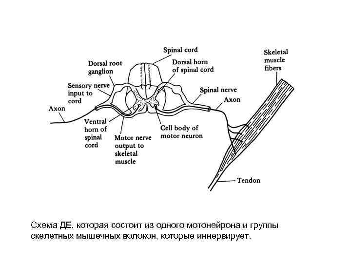 Схема ДЕ, которая состоит из одного мотонейрона и группы скелетных мышечных волокон, которые иннервирует.
