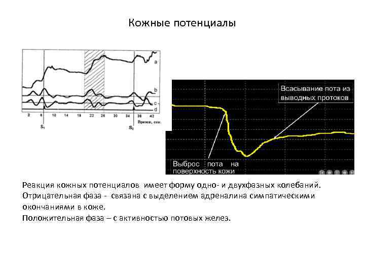 Кожные потенциалы Реакция кожных потенциалов имеет форму одно- и двухфазных колебаний. Отрицательная фаза -