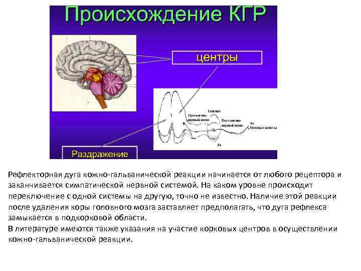 Рефлекторная дуга кожно-гальванической реакции начинается от любого рецептора и заканчивается симпатической нервной системой. На