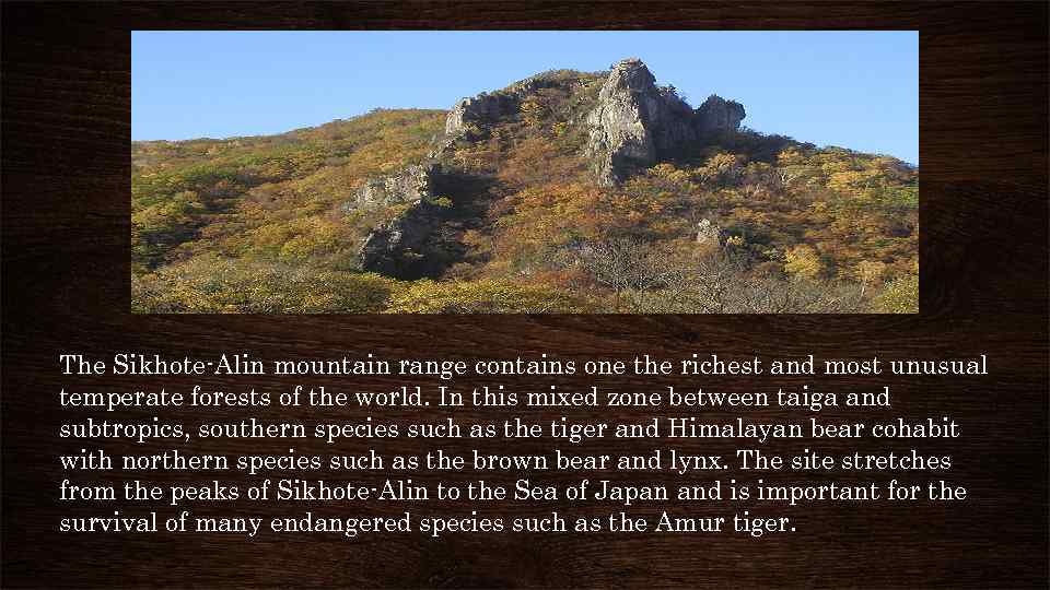 The Sikhote-Alin mountain range contains one the richest and most unusual temperate forests of