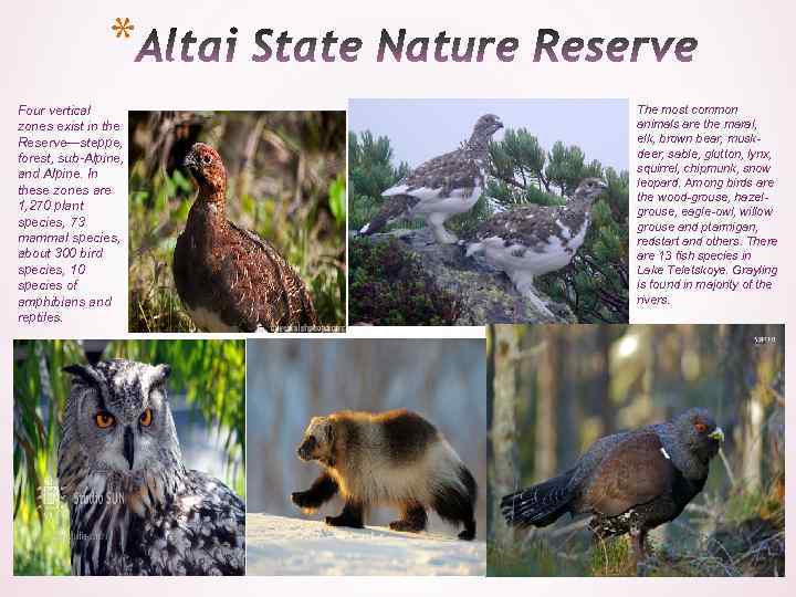 * Four vertical zones exist in the Reserve—steppe, forest, sub-Alpine, and Alpine. In these